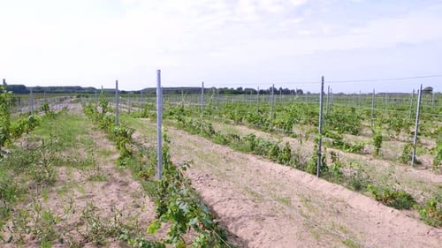 Plantation With Grapevine Field Growing In Winery Near Soltvadkert, Hungary. Wide Shot