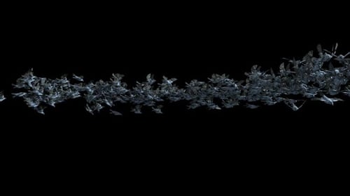 Flock of Dark Ravens Flying Alpha Transition