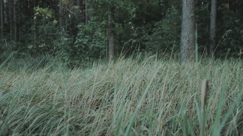 Green Grass on Nature Summer Field on Twilight Wild Grass Sway From Wind Against Sky Twilight Time