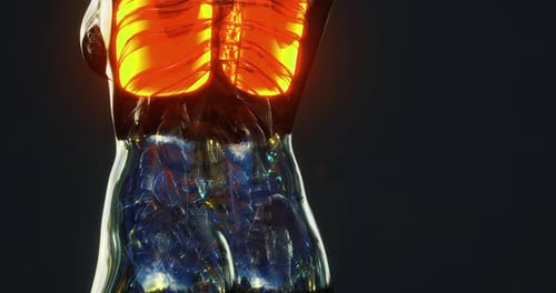 3D Human Body Animation with Lungs Breathing Medical Science