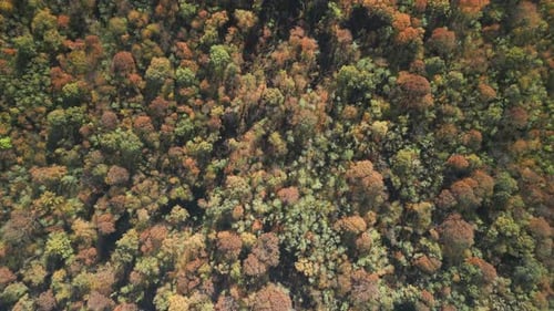 Wald, Herbst, Ansicht von oben