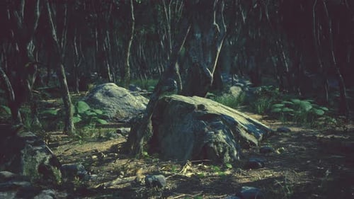 Roots of a Tree in a Misty Forest