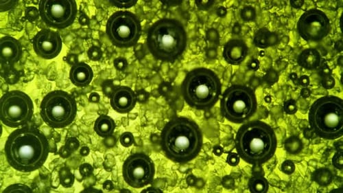 Contagion Collection: Microscopic cells emerging over a green crystalline surface