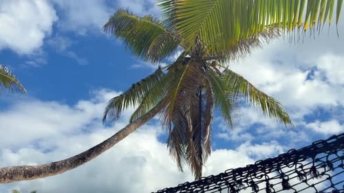 Woman relaxing in hammock between palm trees at beach