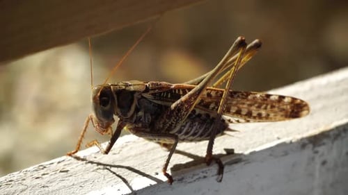 Close Up of Grasshopper on White Wooden Board Slow Motion