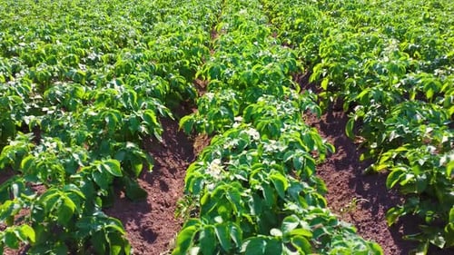 Field of Green Potato Bushes. Top View of Potato Field. White Blooming Potato Flower on Farm Field.