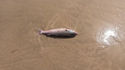 Erleben Sie die schlimmen Auswirkungen der Meeresverschmutzung, wenn Wellen unerbittlich leblose Fische an Land werfen. Dieser Spuk