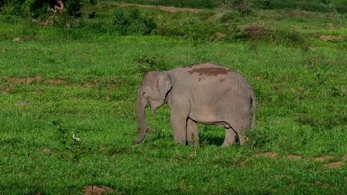 The Asiatic Elephants are endangered species and they are also residents of Thailand; at the nationa