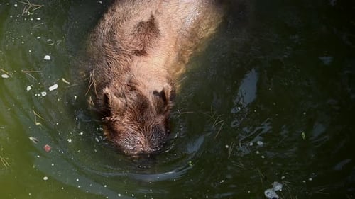 A Brown Bear Family Explores the Vibrant Forest's Edge Foraging for Food Near a Serene Lake The