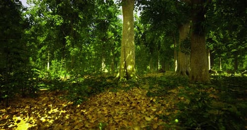 Majestic Forest Lit By Golden Sunlight During a Tranquil Afternoon Stroll