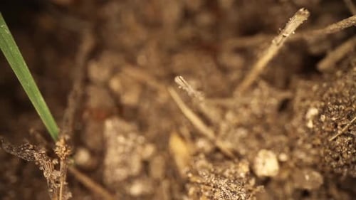 Top down view of disturbed fire ant mound - ant climbing up green blade of grass that is vertical to