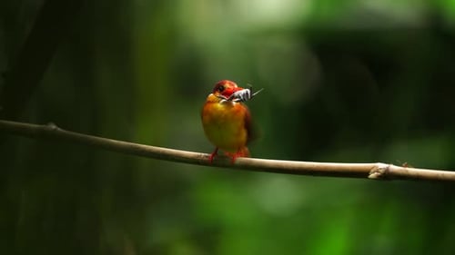 Rufous-backed kingfisher or Ceyx rufidorsa. Close up shot of juvenile male common kingfisher sitting