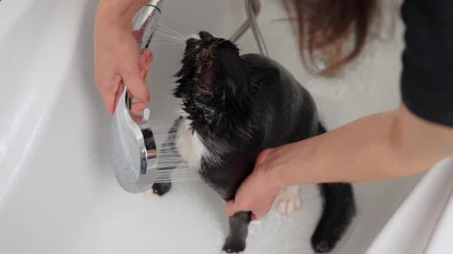 Cat Having a Bath at Home in Bathtub