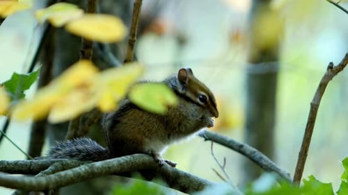 Atemberaubende und wunderschöne Aussicht auf Chipmunk