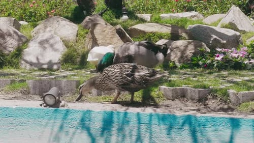 Zwei Enten suchen im Garten nach Nahrung