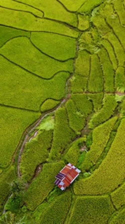 Experimente los serenos campos de arroz de Chiang Mai, Tailandia, con paisajes verdes vibrantes