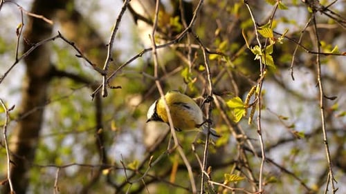 Ein kleines Tier, eine Kohlmeise, klammert sich an einen Ast und fliegt davon. Es ist Frühling