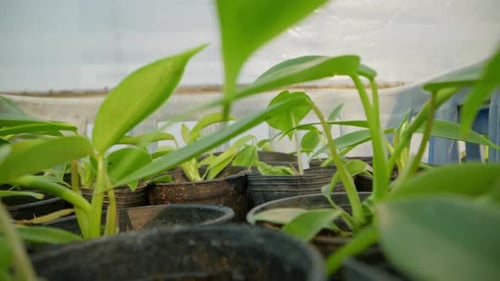 Small Green Plants Growing Indoors in Greenhouse