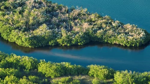 Aerial View of Wildlife in Natural Habitat Southern Florida Wetlands with Many White Egret and Heron