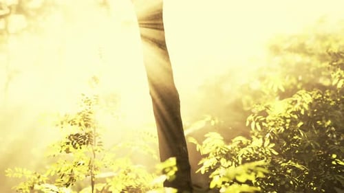 La forêt verdoyante brille sous la chaleur du soleil