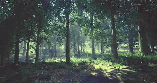 Lush Forest Landscape Showcasing Sunlight Filtering Through Tall Trees