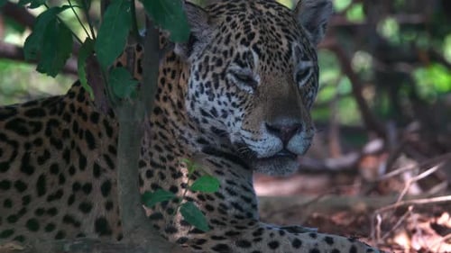 Jaguar salvaje descansando en el denso hábitat de la jungla del Pantanal