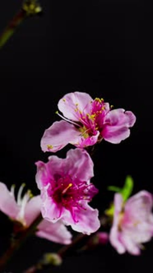Vertical Peach Blossom Time Lapse - 2K