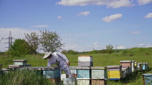 Wooden beehives in beautiful landscape. Beekeeper works with bees in the apiary