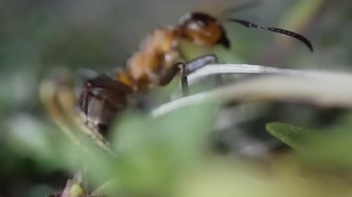 Ant in Macro Core Quickly