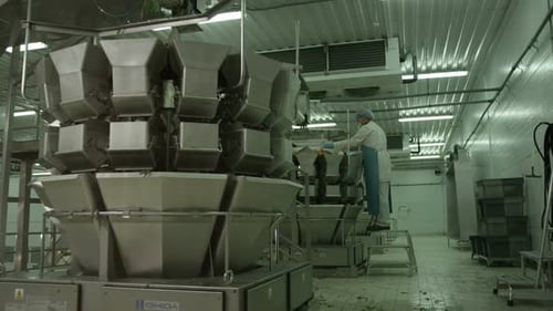 Automatic Line Containers for Cooking Salad Leaves