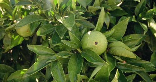 Closeup of a Green Orange Ripening on a Tree Branch