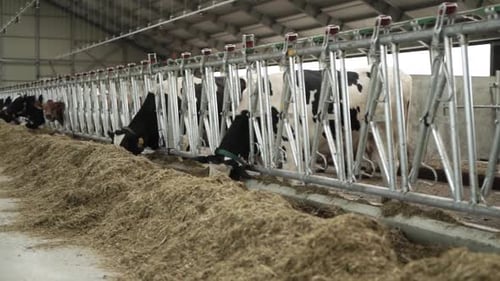 Cows on a diary farm eating. Cattle of cows