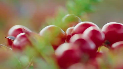 Une branche d'airelles et des baies en gros plan avec Bokeh Russia Teriberka