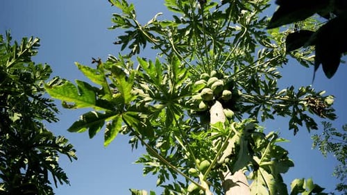 Papaya Trees With Fruit Against Blue Sky