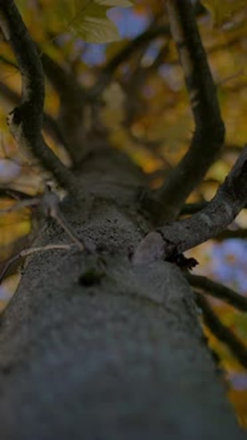 A Majestic Tree Trunk From Below Surrounded By Beautiful Autumn Foliage and Colors