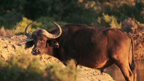 Powerful African Buffalo Standing by Waterhole at Sunset