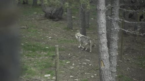 Wolfdog Looking for Prey Walking Very Slowly Through the Forest