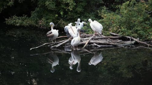 Group of White Pelicans