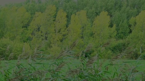 Layers of green vegetation staring with rushes the grass the trees. Greenery.