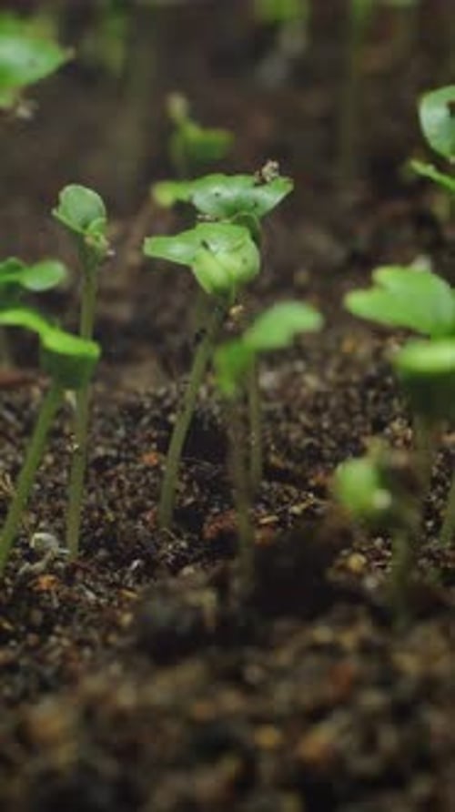Seedlings Growing in Time Lapse Vertical Shot