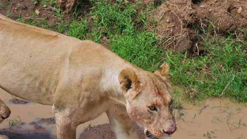 Wild Lionesses Close to Water in Savanna