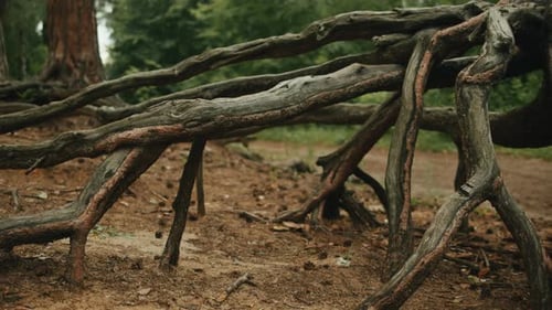 Fallen Tree in the Beautiful Forest Wooden Snag in the Park Nature View