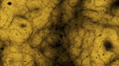 Abstract Yellow Organic Fluid Background Loop