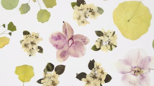 Beautiful floral abstract background with dried white spring apple flowers and orchid flowers