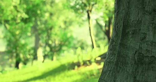 Serene Forest Landscape Showcasing Lush Greenery Under Soft Sunlight