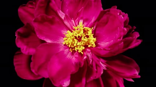 Red Peony Wilt Flower in Time Lapse on a Black Background. Vedding Concept. Side View on Pink Flower