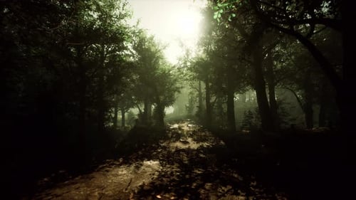 A Scenic Forest Path Surrounded By Trees