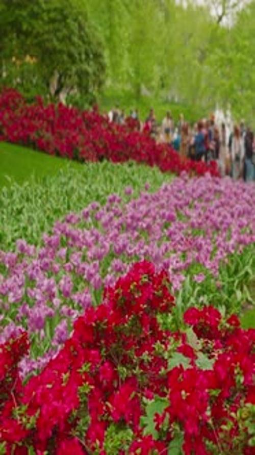 Keukenhof Flower Garden with Blooming Tulip Flower Beds One of the World's Largest Flower Gardens