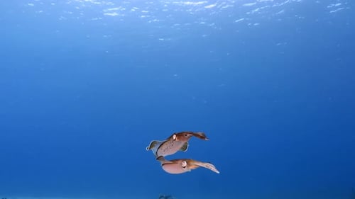 Seascape with Reef Squid in turquoise water of coral reef of Caribbean Sea, Curacao