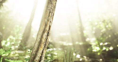 Morning Sunlight Filters Through Trees in a Serene Forest
